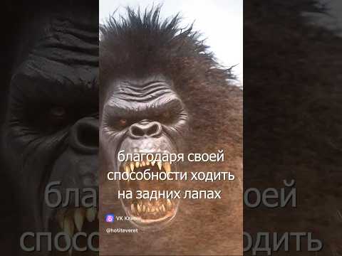 ЙЕТИ: Разгадка происхождения легендарных существ