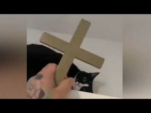В Этих Животных Вселились бесы ! 15 случаев одержимости животных снятие на камеру