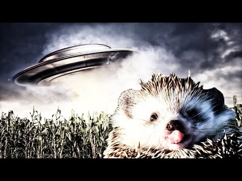 ЁЖИК ПОПАЛ НА НЛО И ТАМ ЧИХНУЛ! СМОТРЕТЬ ОНЛАЙН БЕЗ РЕГИСТРАЦИИ И СМС