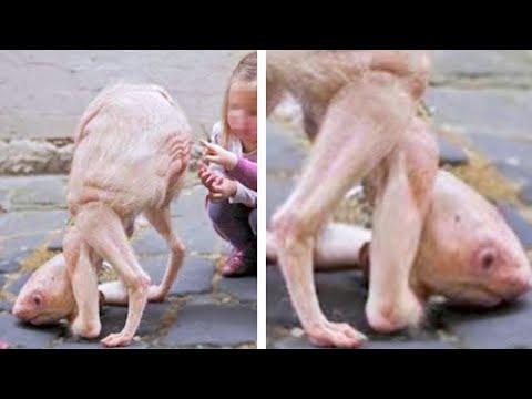 О их Существовании Вы даже и не знали. Генетические Мутации у Животных