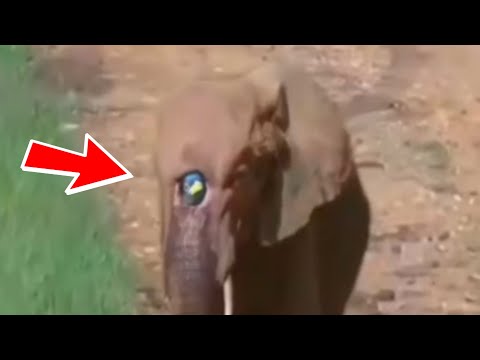 НЕ ФОТОШОП ! Эти животные и правда существуют