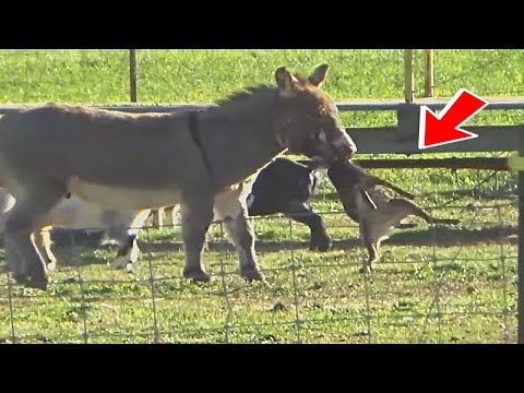 ОСЕЛ В ДЕЛЕ ! Осел против льва, лисы и волка ! Невероятные сражения животных !!!
