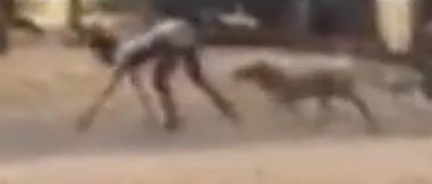 На видео засняли "получеловека