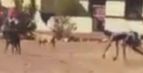 На видео засняли "получеловека
