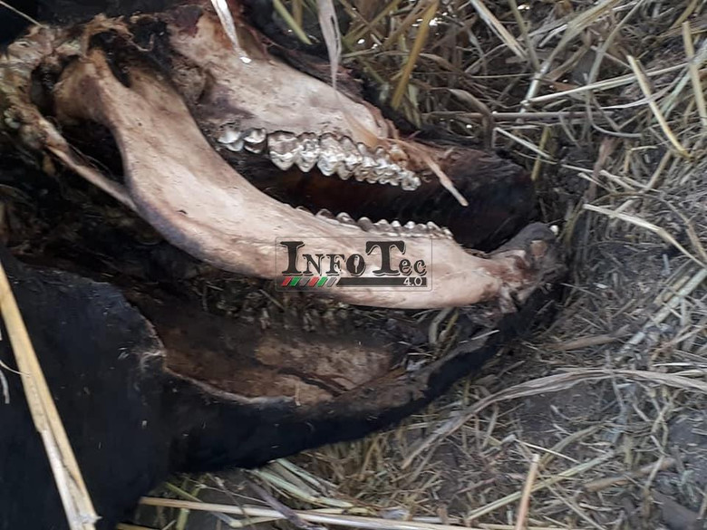 Вырезали половину головы: Новый случай загадочного увечья коровы в Аргентине