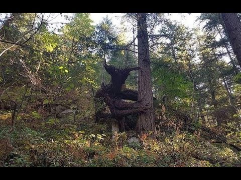 10 ПОТУСТОРОННИХ СУЩЕСТВ СНЯТЫХ НА КАМЕРУ