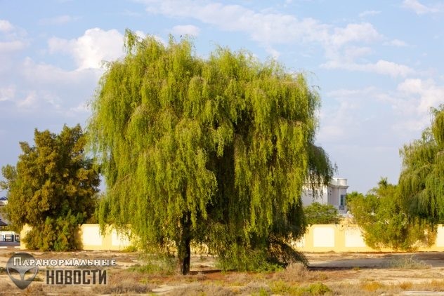 Самые популярные городские легенды Объединенных Арабских Эмиратов