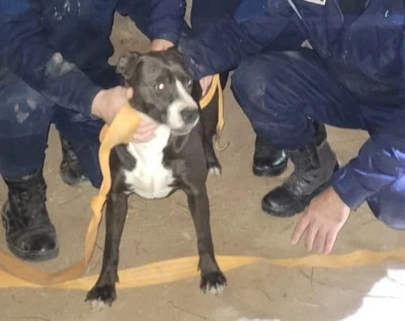Загадочная огромная черная птица подняла крупную собаку и закинула на верхушку дерева